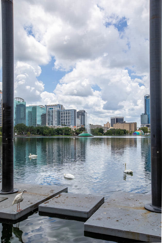 swans on lake eola with downtown buildings